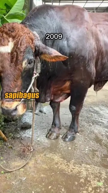 Tahun-Ke-14-Sapibagus-Farm-